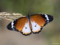 Danaus chrysippus (Sultan)